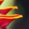 fliker photo